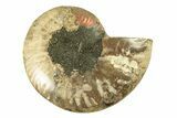 Cut & Polished Ammonite Fossil (Half) - Madagascar #263629-1